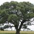 Marula (Sclerocarya birrea)