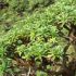 Palmierul Melanodendron integrifolium
