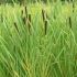 Papura cu frunza ingusta (Typha angustifolia)