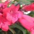 Penstemon