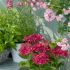 Plantele din jardiniere - un `must have`