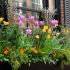 Plante pentru jardiniera de la fereastra
