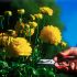 Ranunculus sau Piciorul cocosului