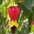 Abutilon