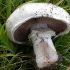 Ciuperci Agaricus bisporus  