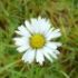 BELLIS