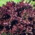 BERBERIS