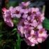 BERGENIA