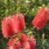 CALLISTEMON