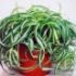 Chlorophytum