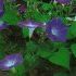 IPOMOEA