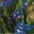 Limonium