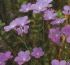 Linum