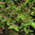 LONICERA