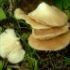 Cultivarea ciupercilor Pleurotus