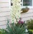 Yucca