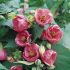 Abutilon