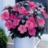 Pentru gradina din balcon  