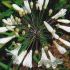 Agapanthus