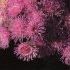 Ageratum