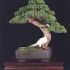 Bonsai