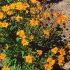 COREOPSIS