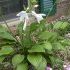 HOSTA
