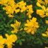 CYTISUS