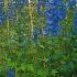 DELPHINIUM