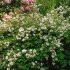DEUTZIA