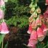 DIGITALIS