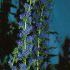 ECHIUM