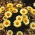 ERIGERON