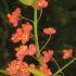 EUONYMUS