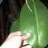 Cum udam ficusii?