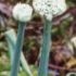 Plantele sanitar