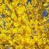 FORSYTHIA