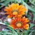 GAZANIA 