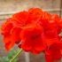 Geranium