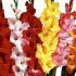 Gladiola