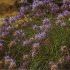 GLOBULARIA