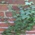 Hedera