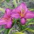 Hemerocallis