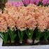 HYACINTHUS