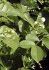 Combaterea daunatorilor plantelor cu flori  