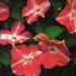 Impatiens