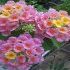 Lantana
