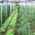 Cum sa cultivam legume pe spatii mici
