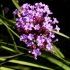 Liriope