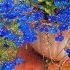 Lobelia
